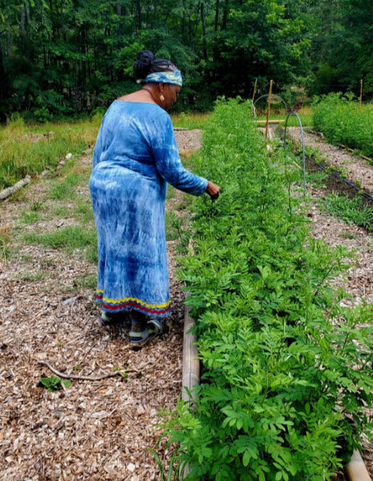 For the Love & Medicine of Indigo Photo of me walking beside a row of indigo growing on the land.